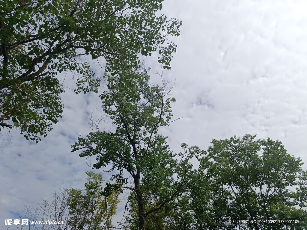 仰视绿树与天空景致