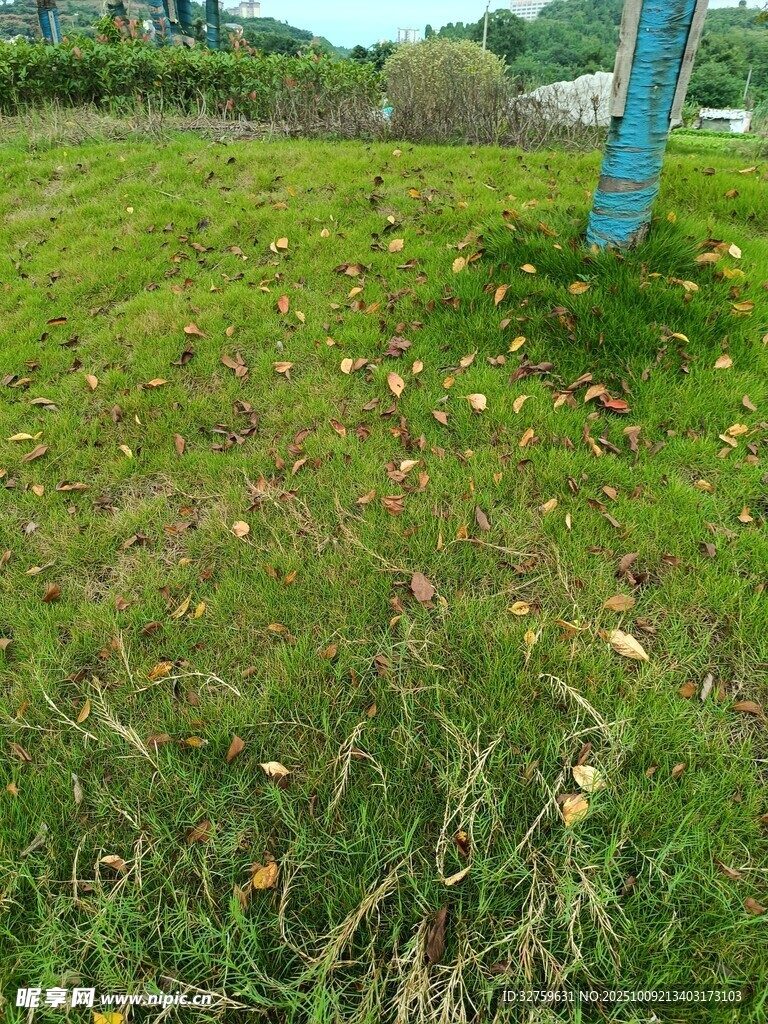 户外草地景象