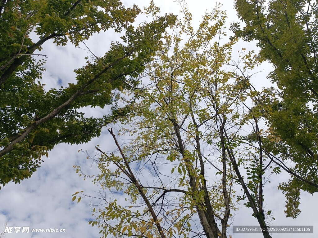 仰望天空下的葱郁树木