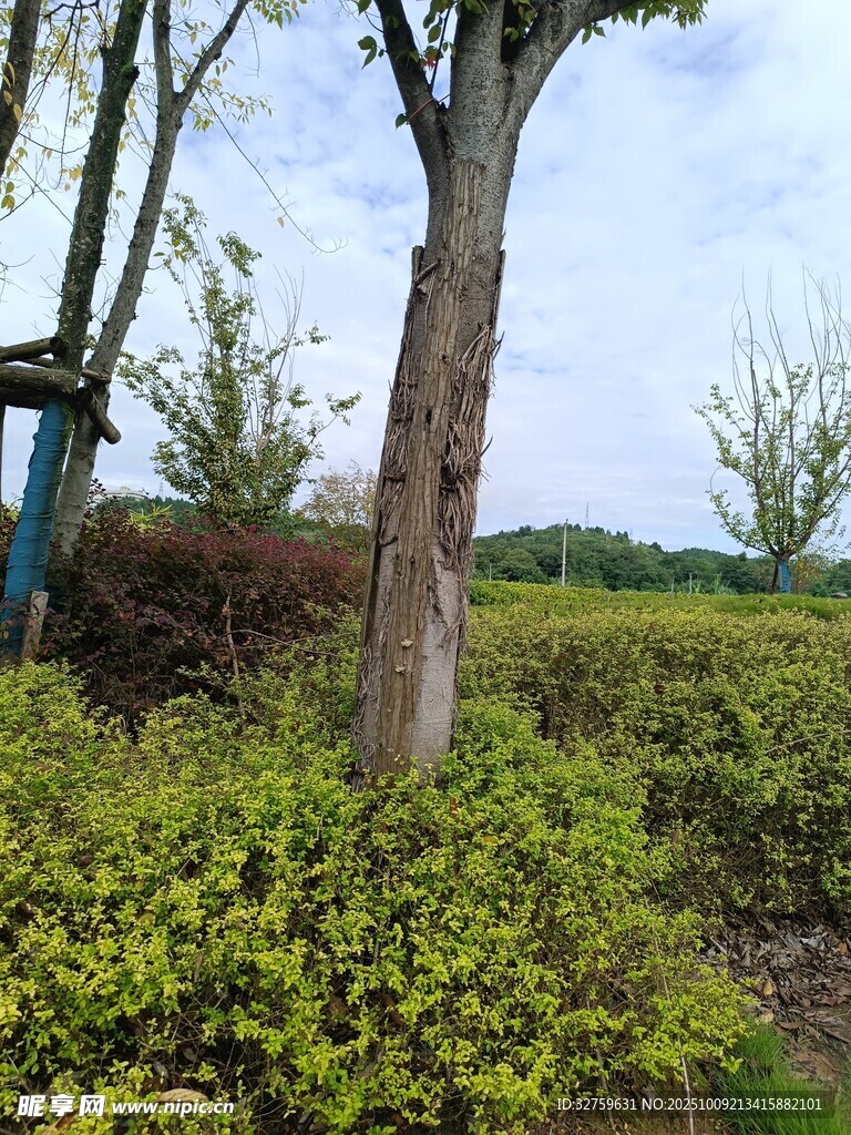 户外绿植果树景观画面