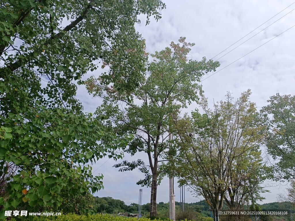 夏日葱郁树林风景