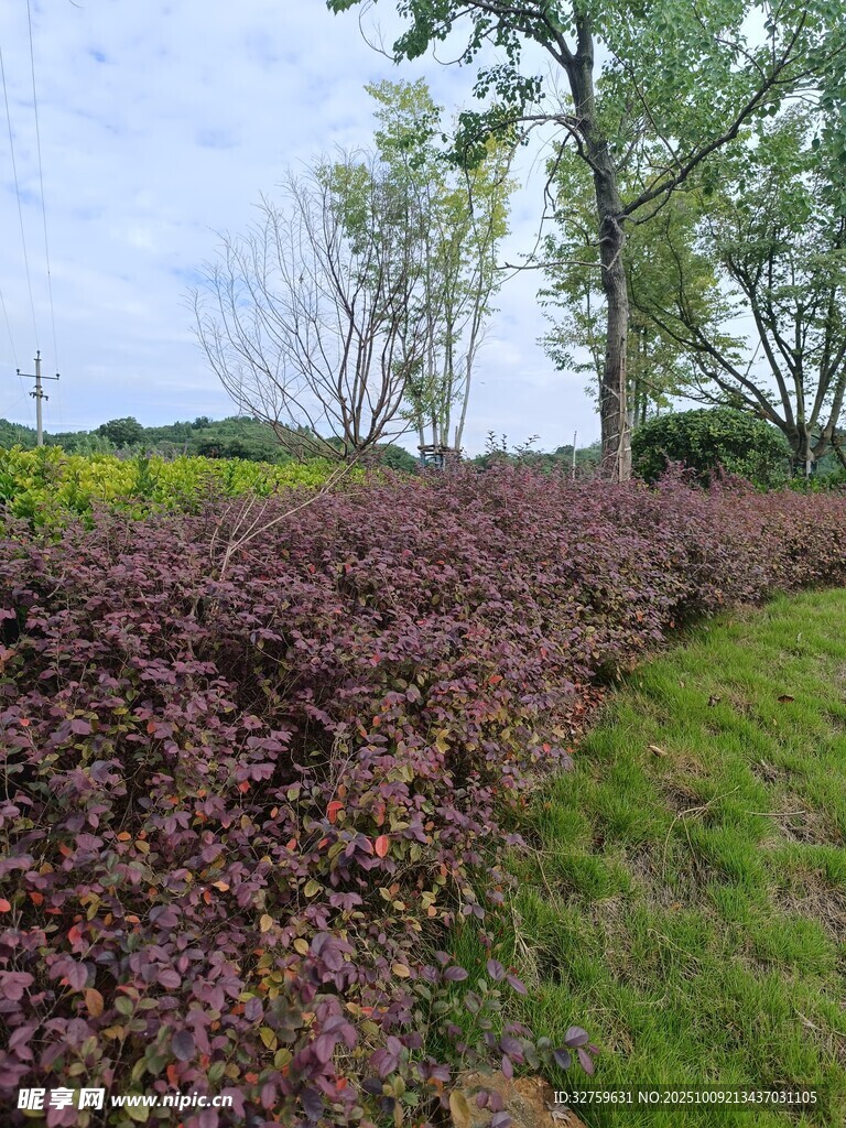 紫叶植物与绿树构成的景致