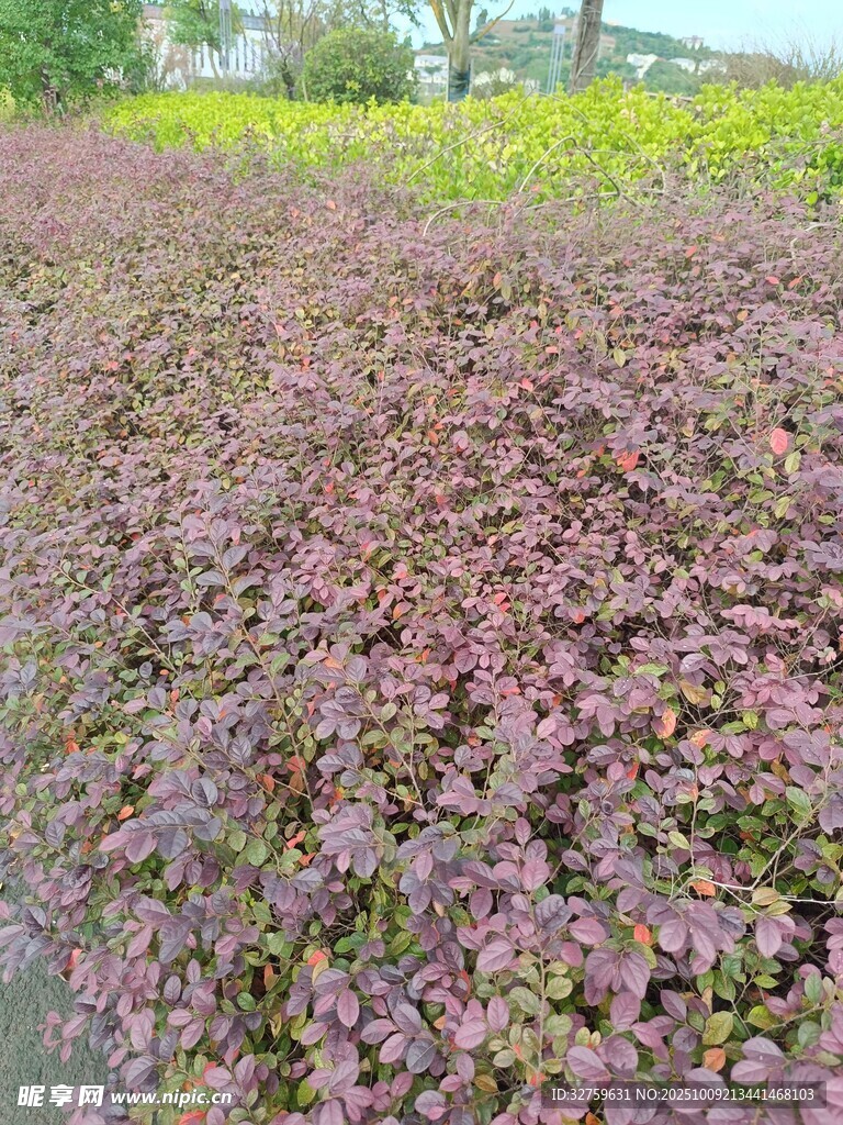 紫叶植物景观