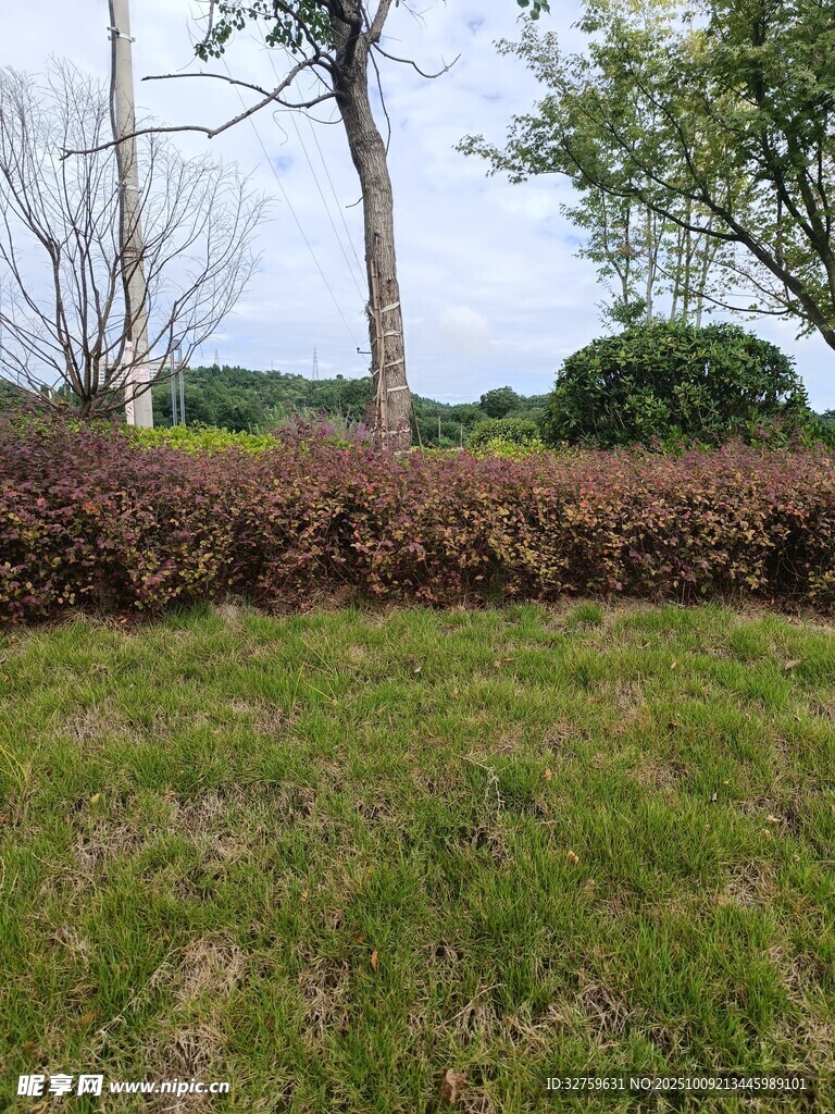 户外修剪整齐的绿植景观