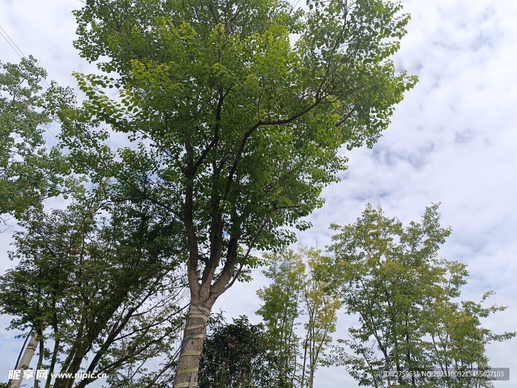 户外高大绿树与晴朗天空