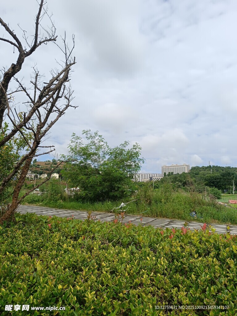 荒野枯树旁的绿植景观