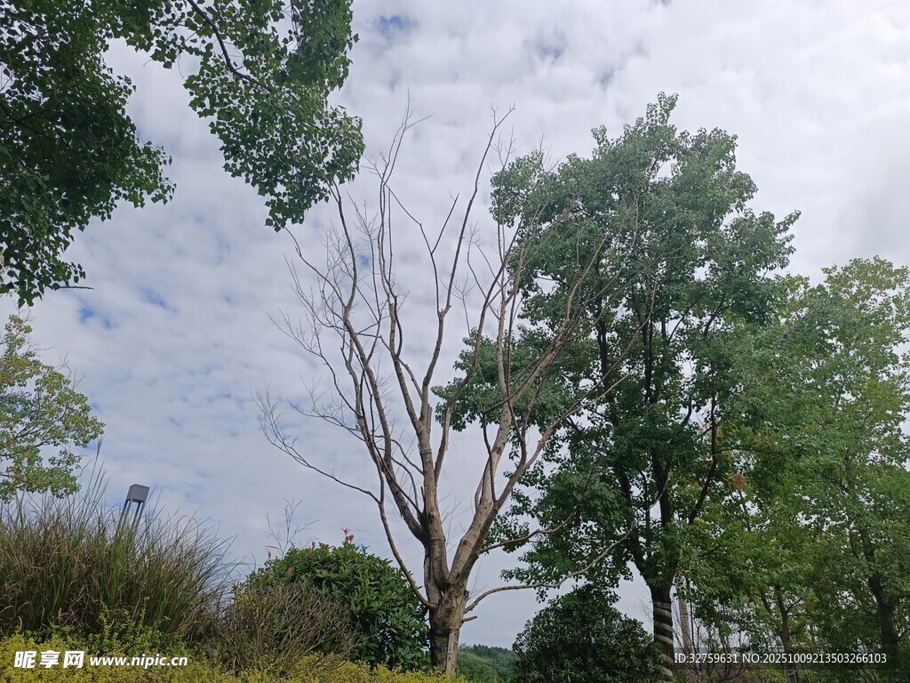 林间树木与天空景致