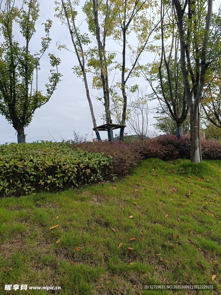 户外草地旁的树木与长椅
