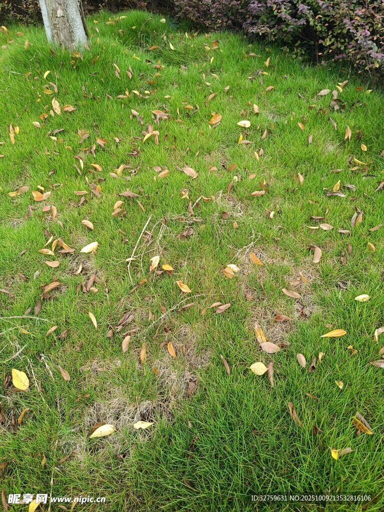 秋日草地落叶景象