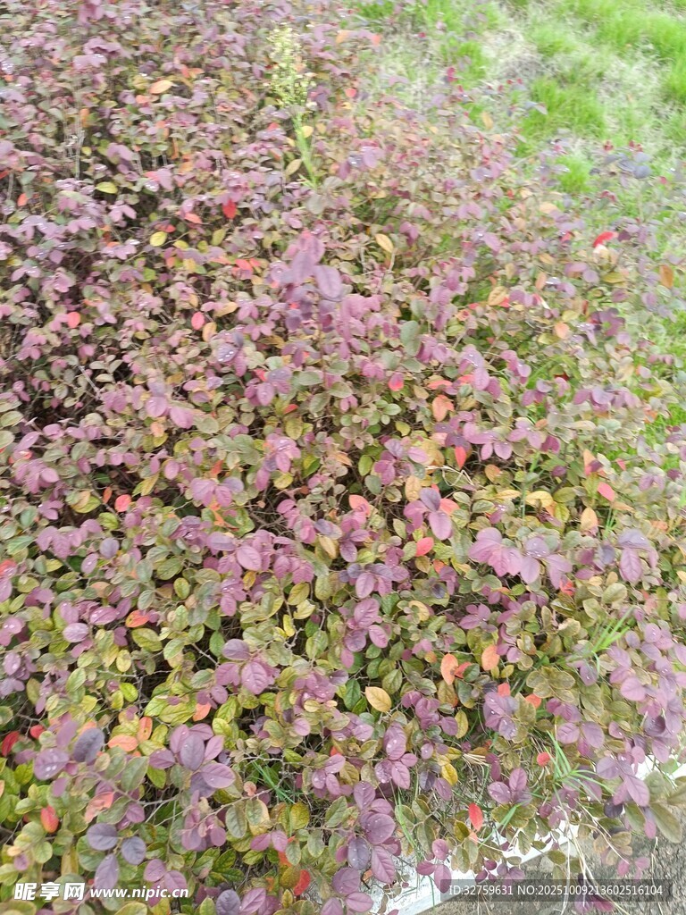 紫色小植物特写
