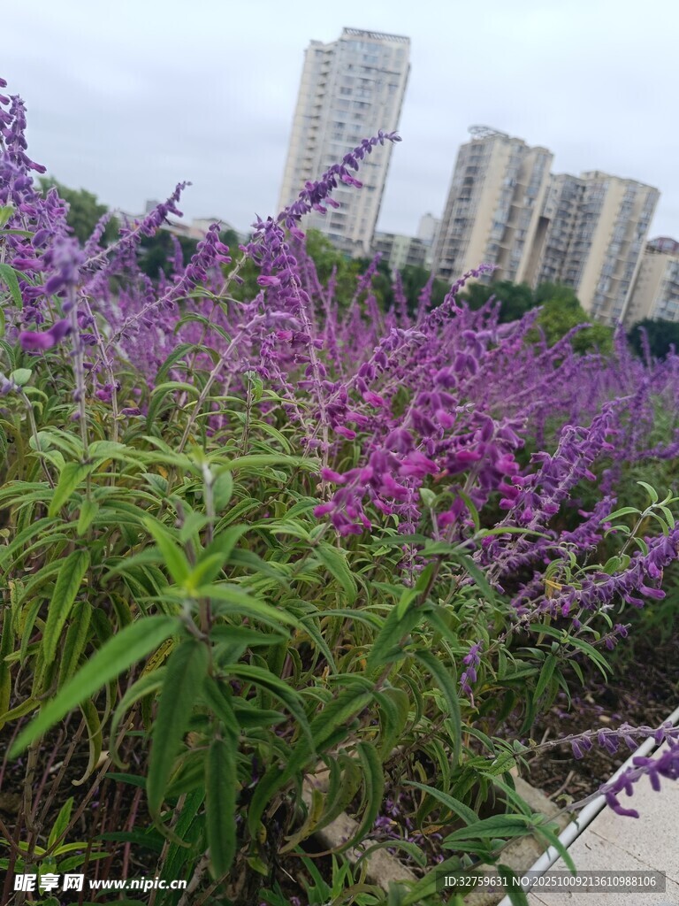 城市边的紫色花卉景观