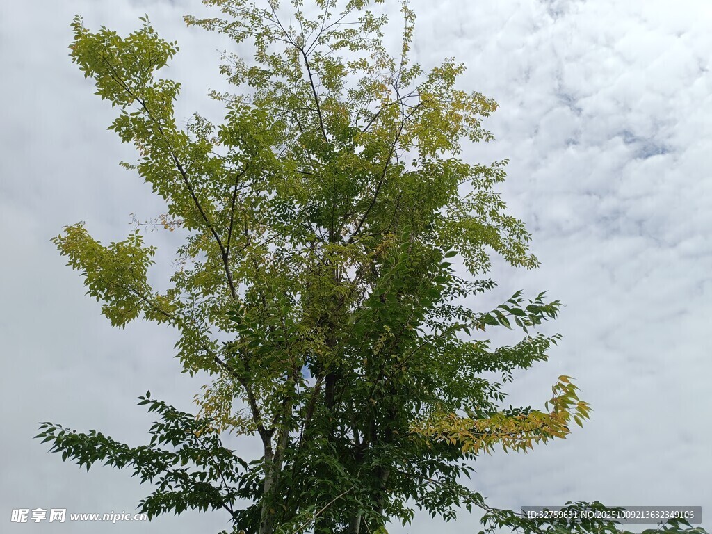天空下的葱郁树木
