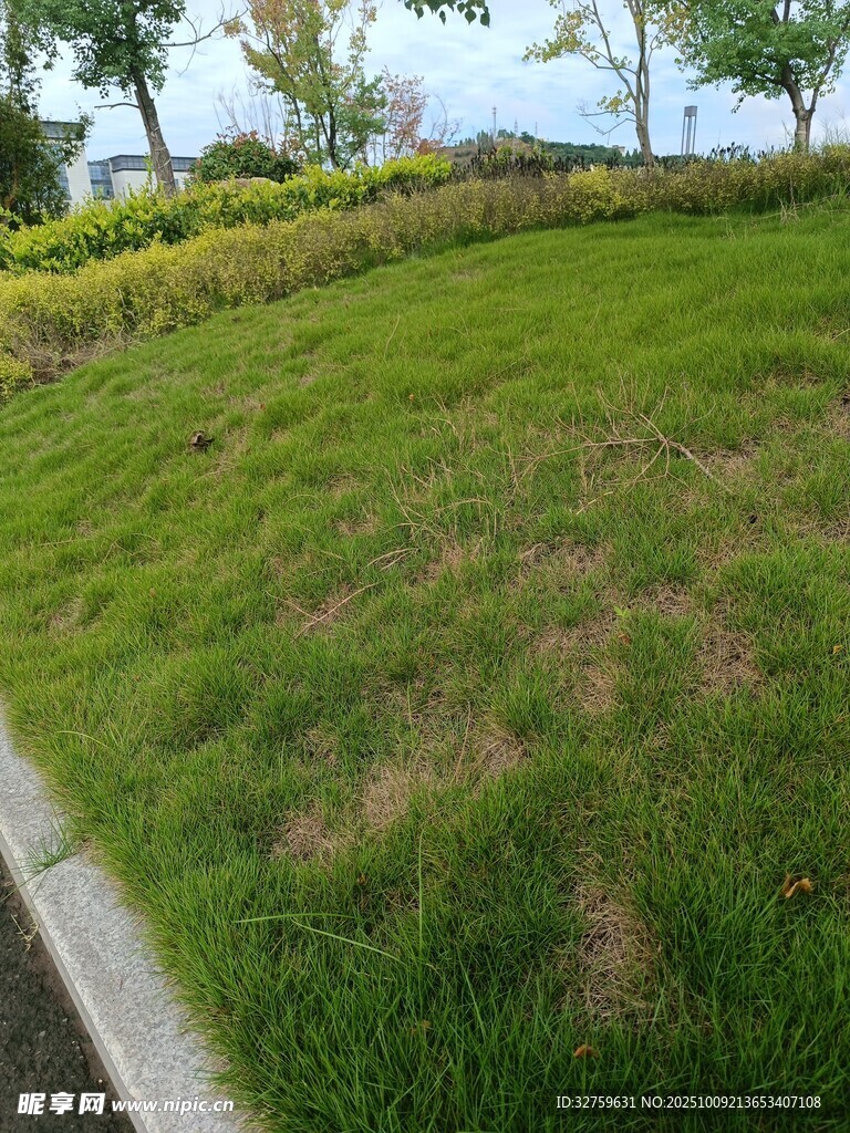 城市绿地景观一角