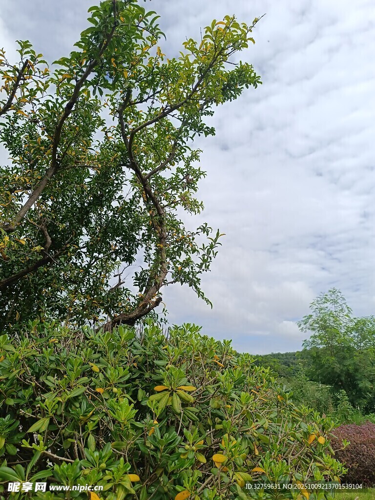 繁茂绿树与多彩植被景观