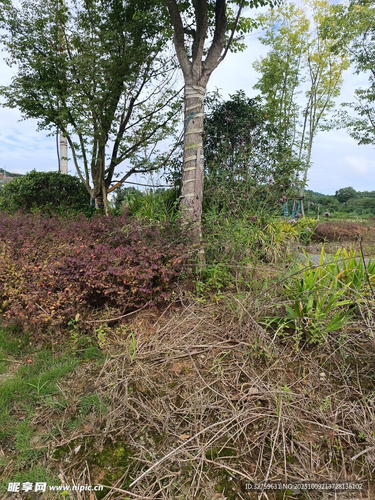 野外树林边的杂乱植被