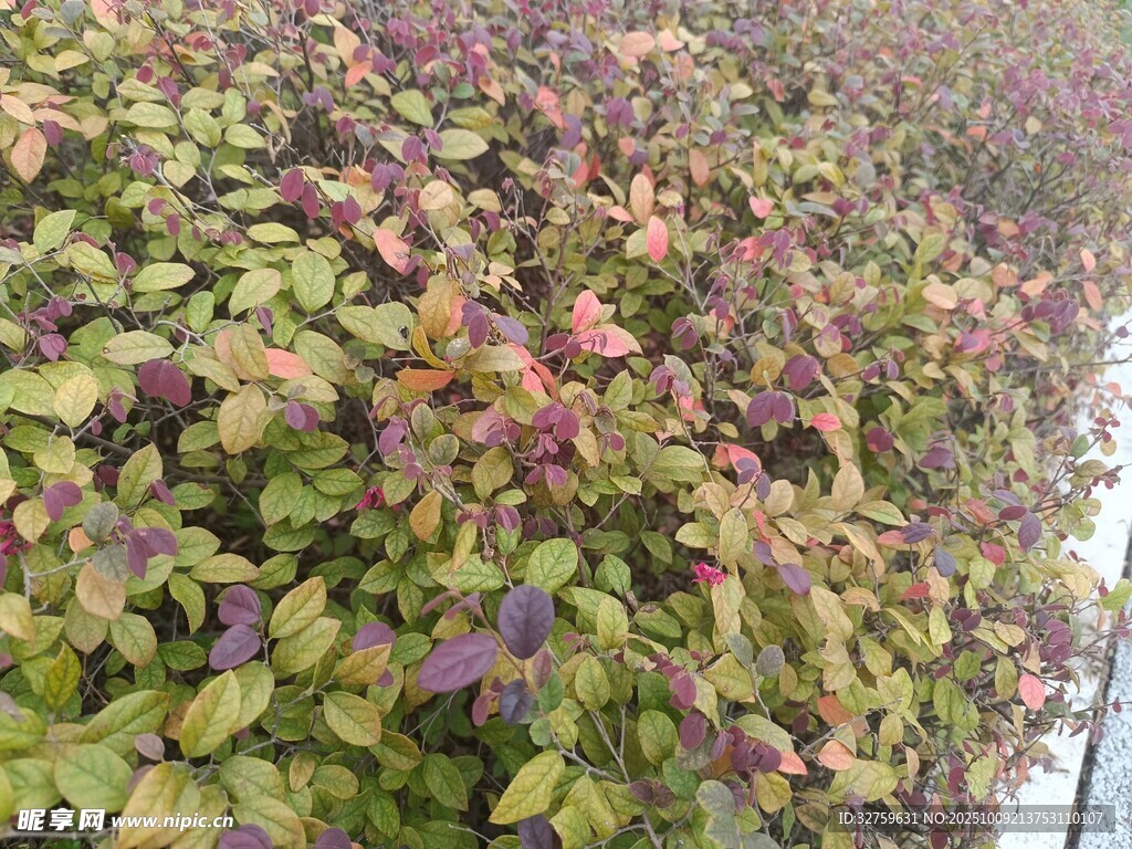多彩叶片植物墙景观