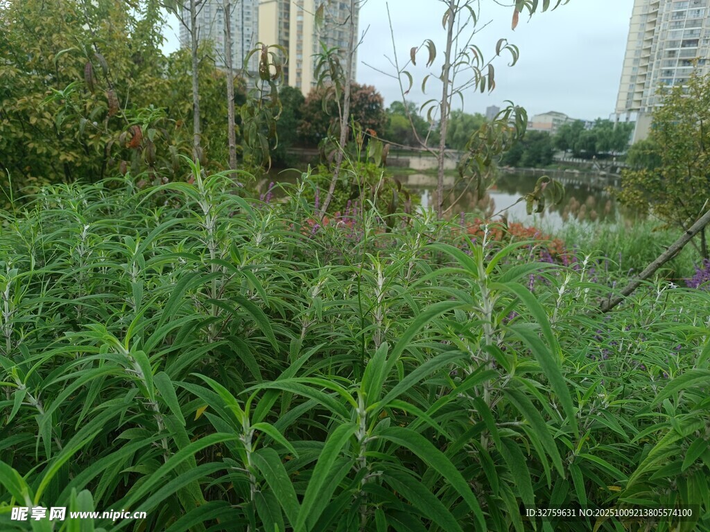 城市中茂盛的绿色植物