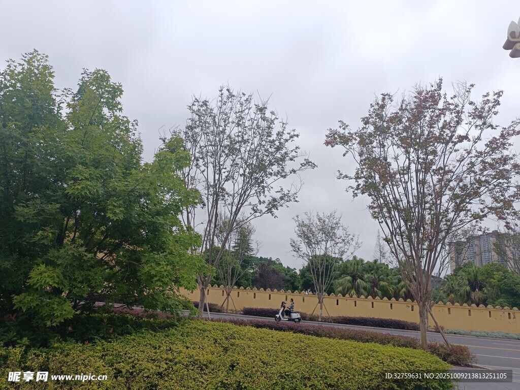 户外绿树环绕的宁静场景
