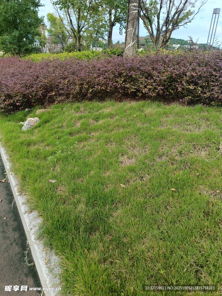 城市路边的绿植景观