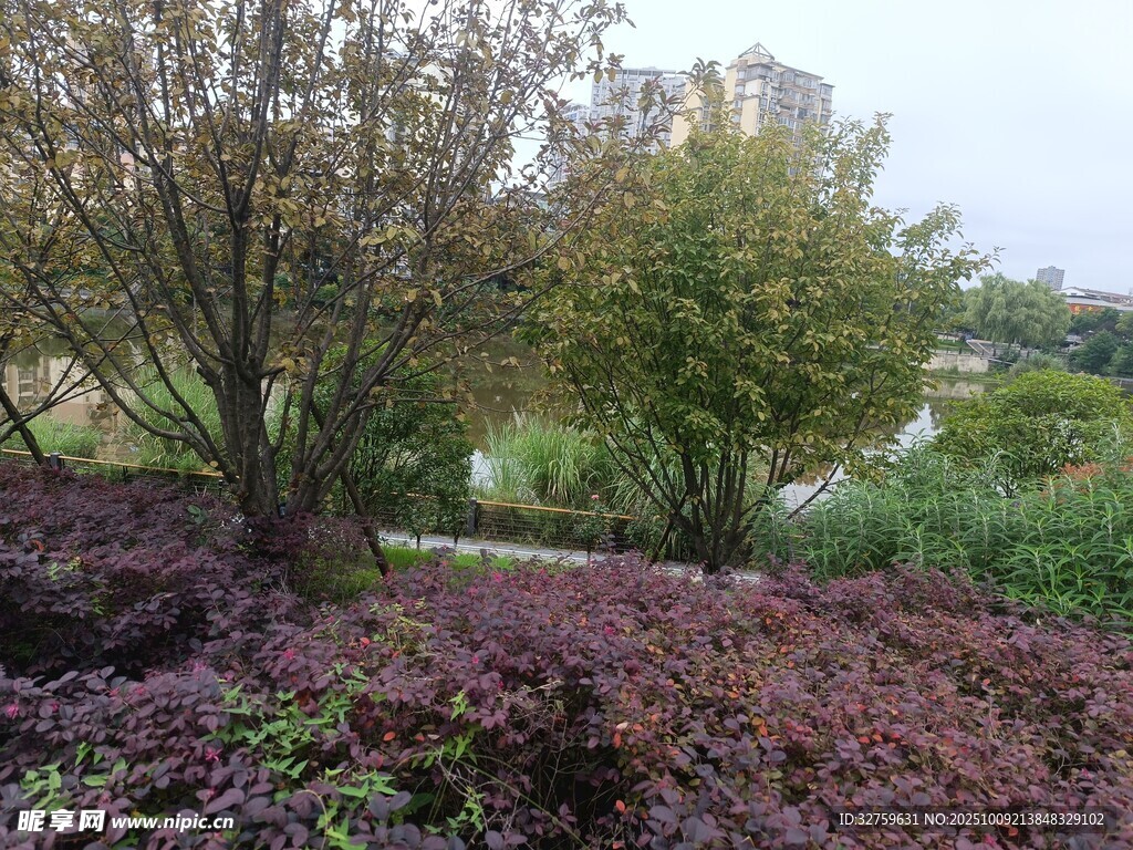 秋日园林景观植物景致
