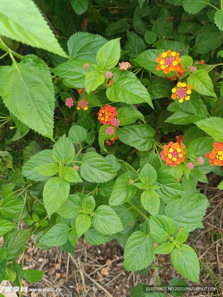绿叶间的橙色小花