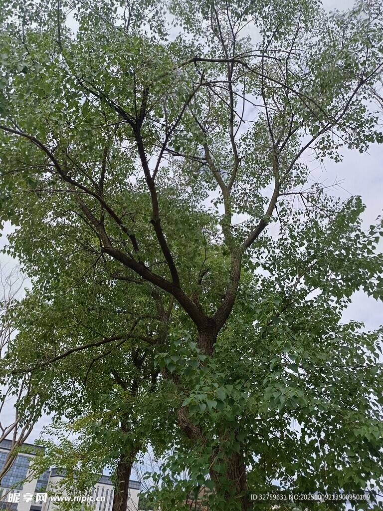 高大繁茂的绿树