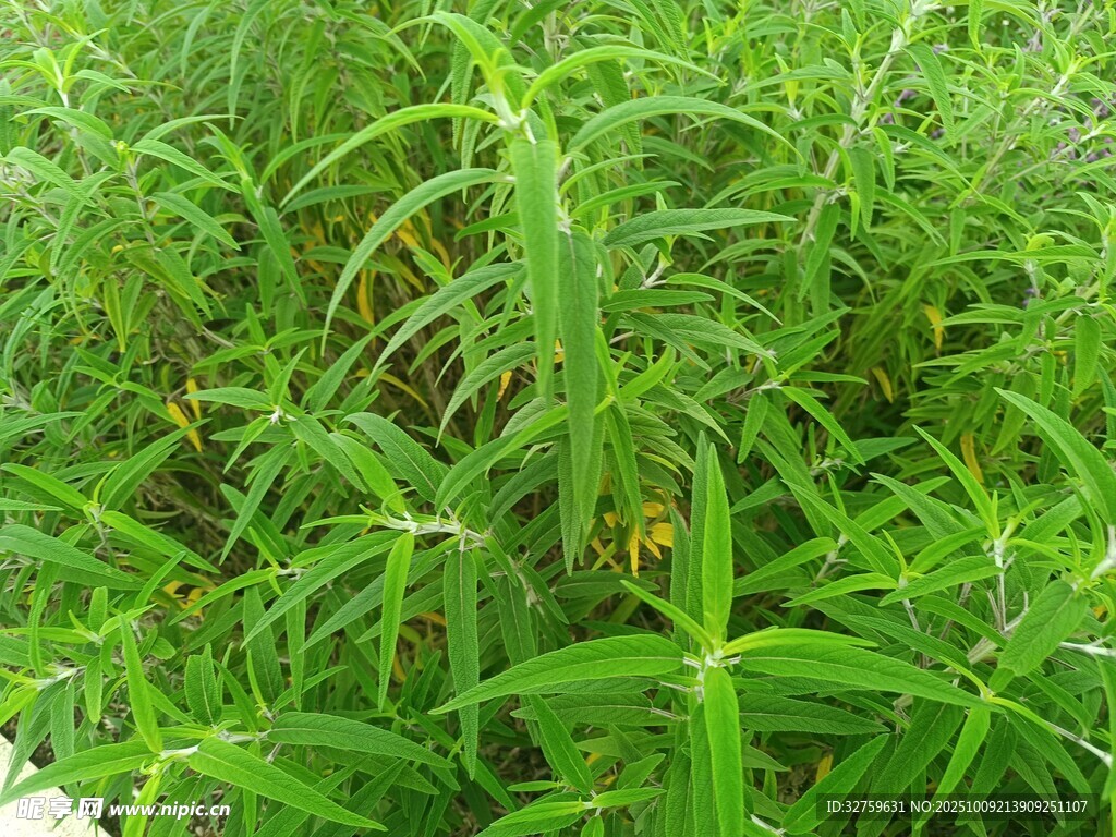翠绿繁茂的绿色植物景观