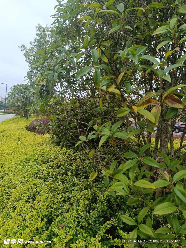 绿意盎然的植物景观