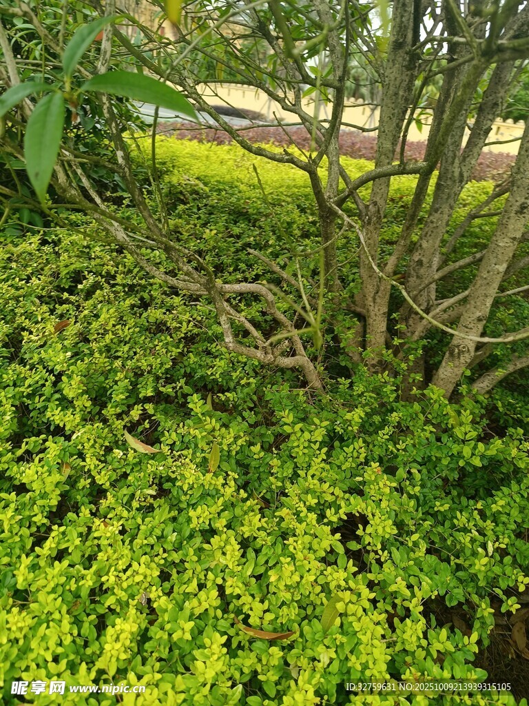 翠绿灌木丛中的树木景观