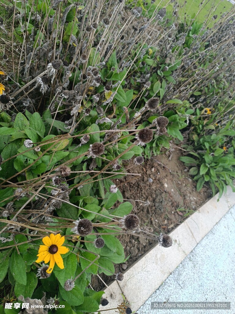 路边绽放的黄色小花