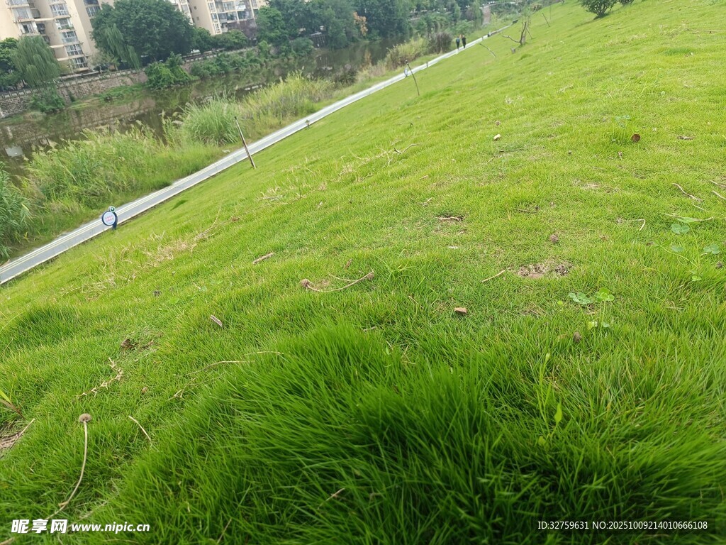 翠绿草地旁的蜿蜒小径