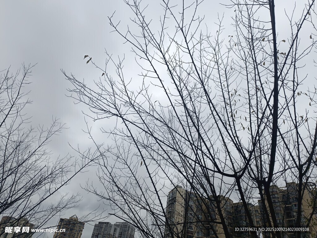 冬日枯树与远处建筑景观