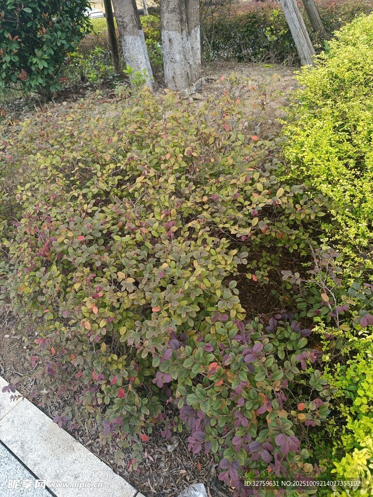 路边多彩灌木丛景观