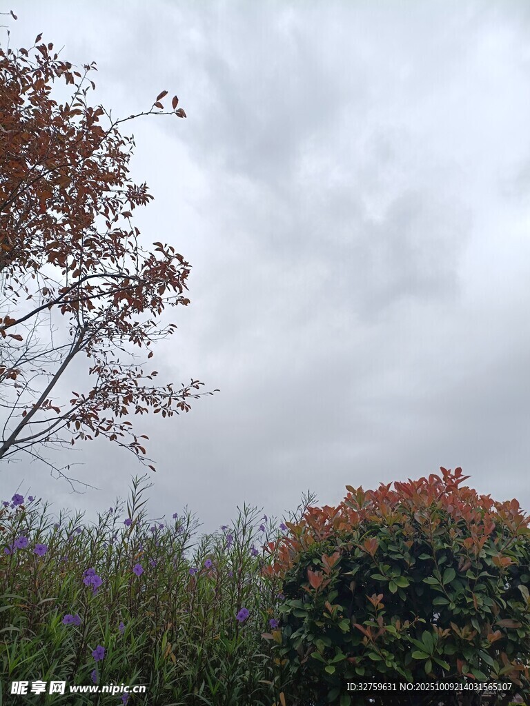 云雾中的多彩植物景观