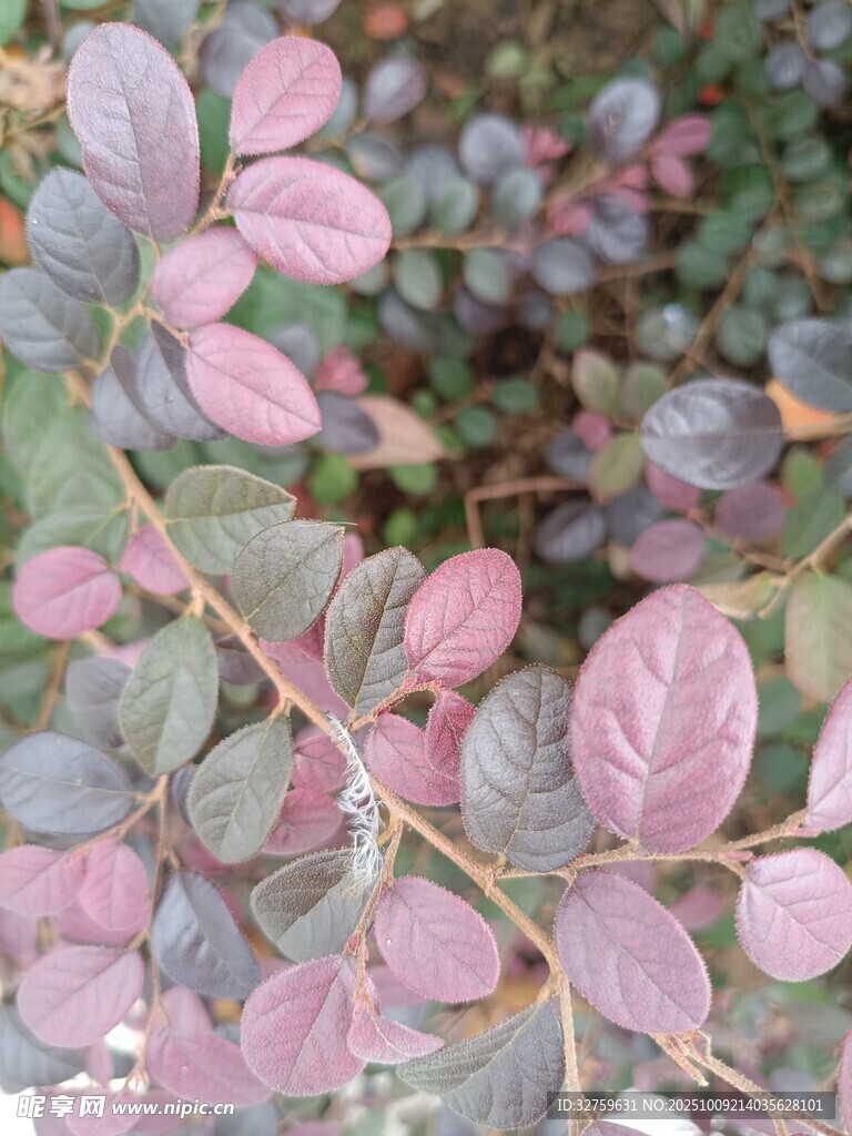粉绿相间的植物叶片