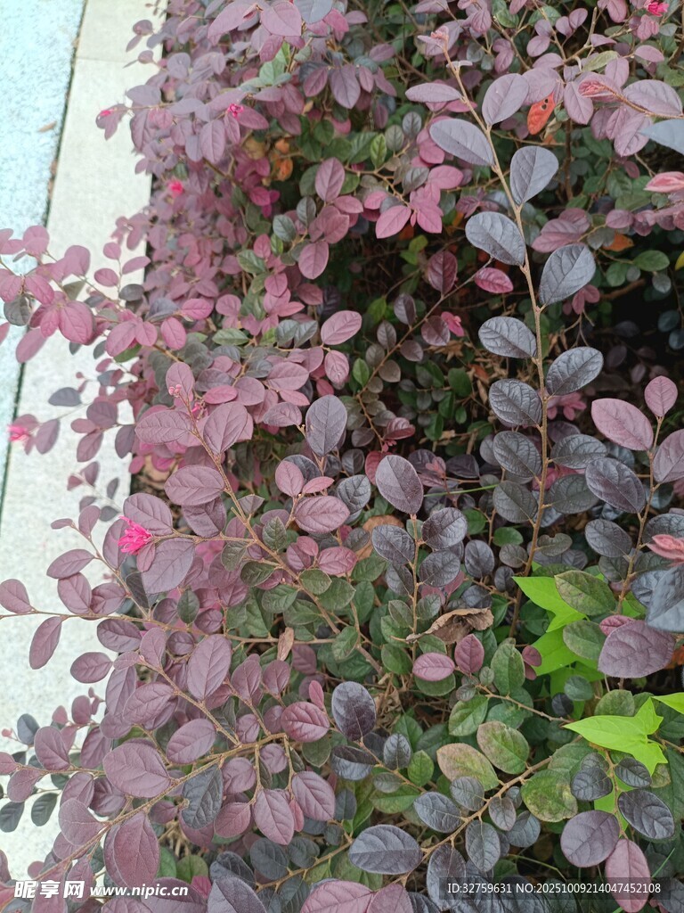 紫叶植物墙特写