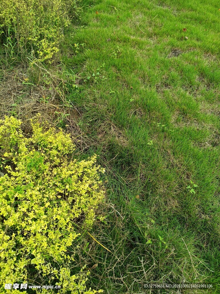 春日草地旁的黄色小花