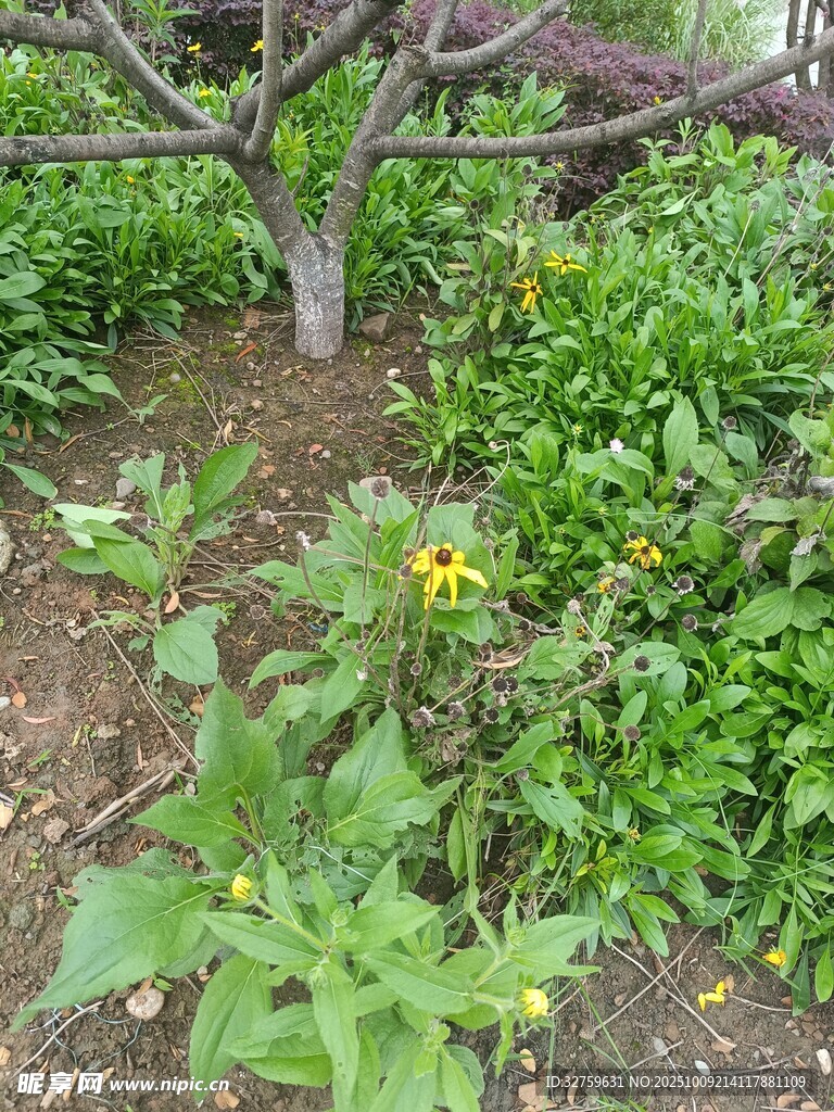 花园中的多样绿植花卉