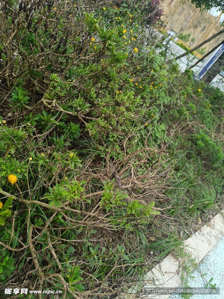 路边繁茂绿植与黄色小花