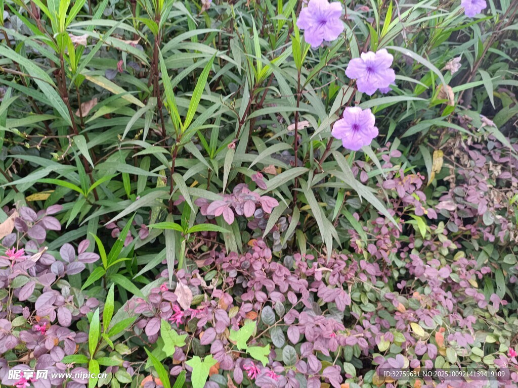 多彩花卉植物景观