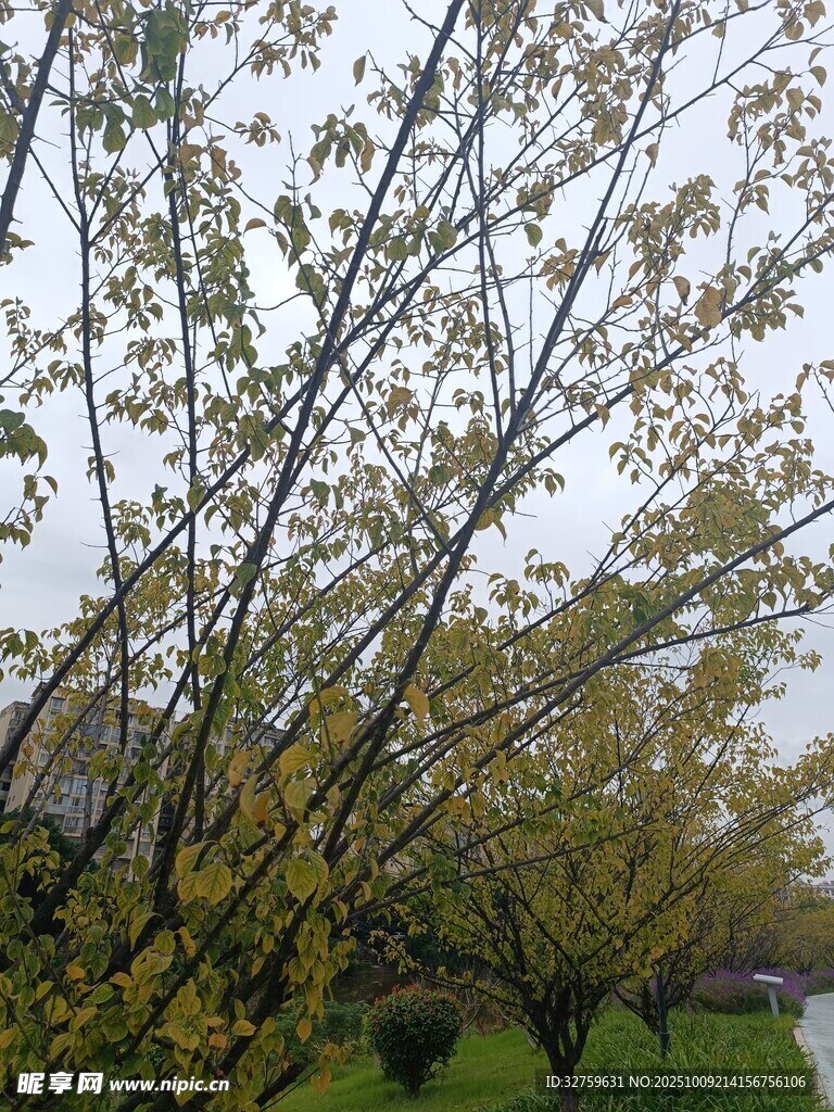 秋日树枝与朦胧天空景色
