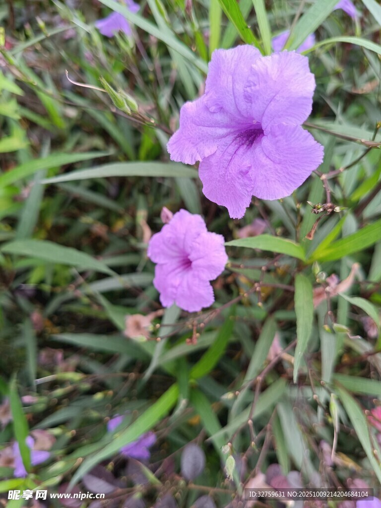 紫色小花绽放于草丛中
