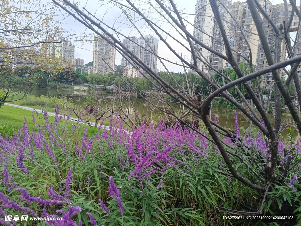 城市中绽放的紫色花卉景观