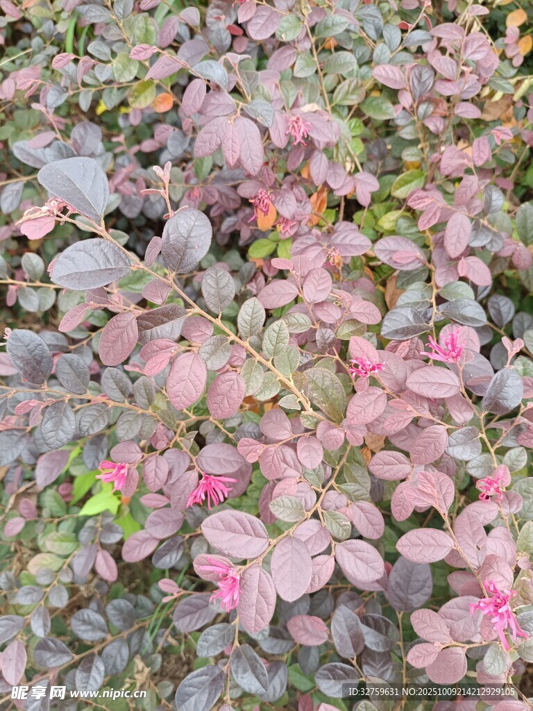 粉色植物特写