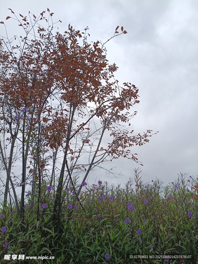 秋日树林中的萧瑟景致