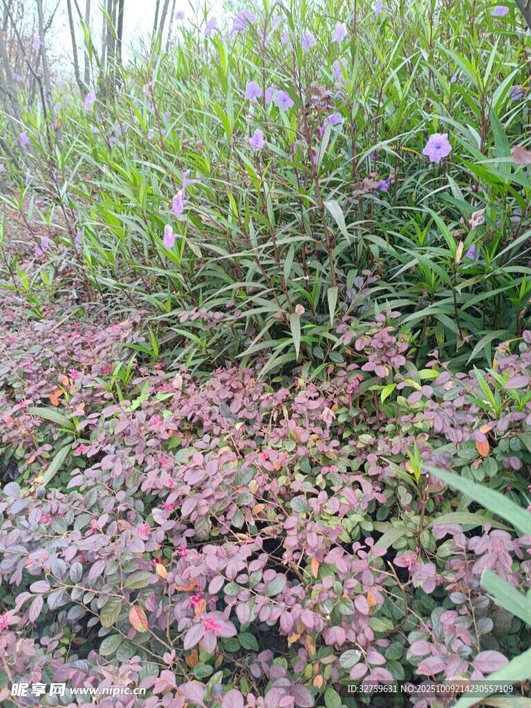多彩繁茂的野生植物景观