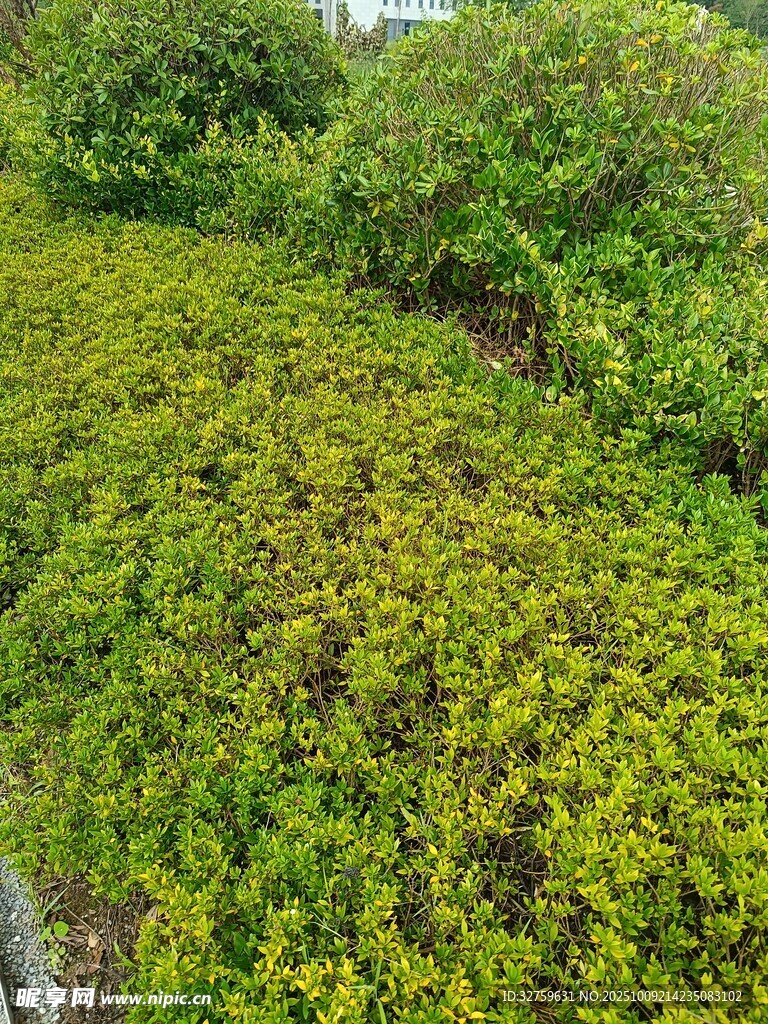 翠绿繁茂的地面绿植景观