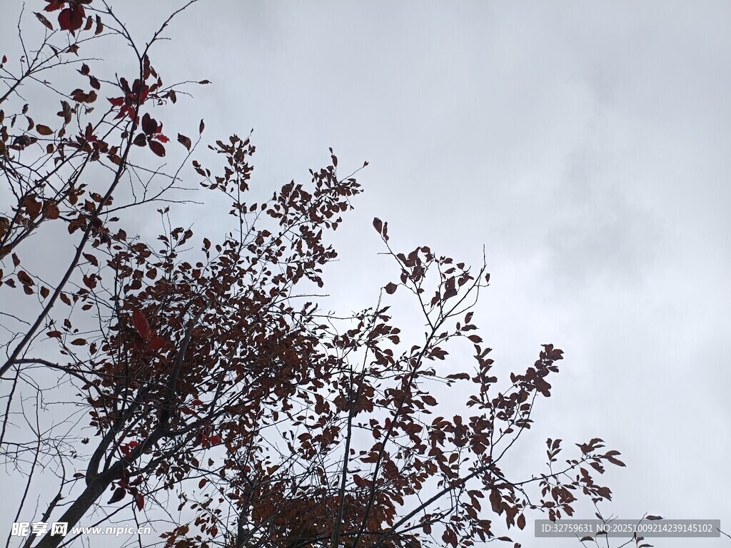 枝头红叶映灰白天空
