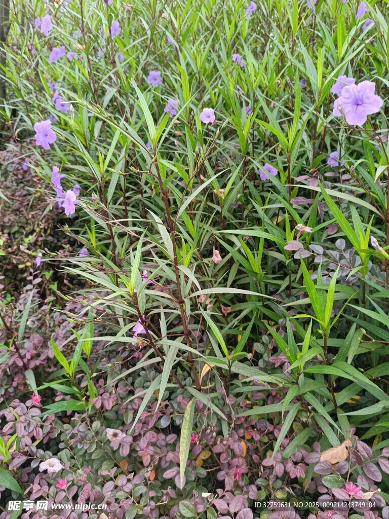 紫色小花绽放于草丛间