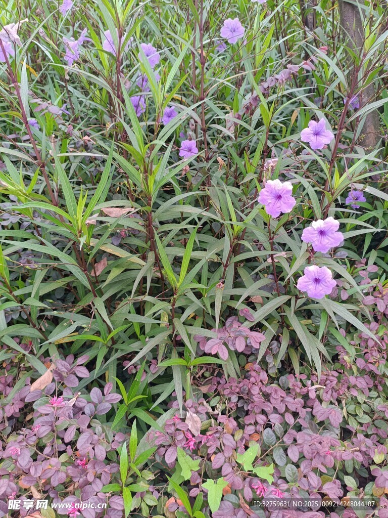 紫色花卉丛中的美丽景致